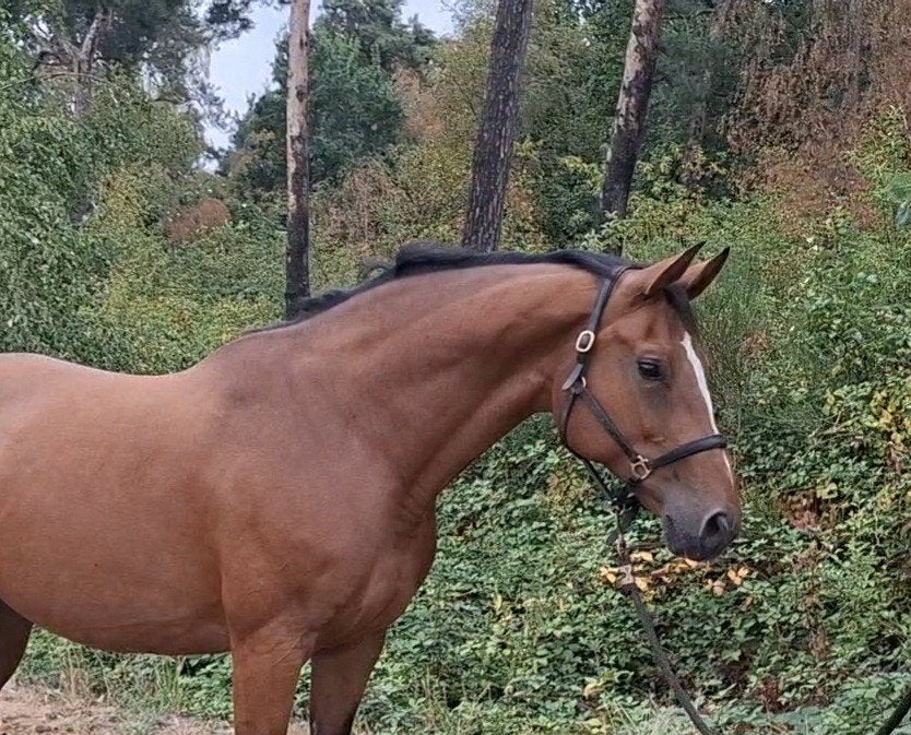 Chique 9 jr merrie v sport of fokkerij Arezzo VDL (G Label), Dieren en Toebehoren, Merrie, Springpaard, 3 tot 6 jaar, L