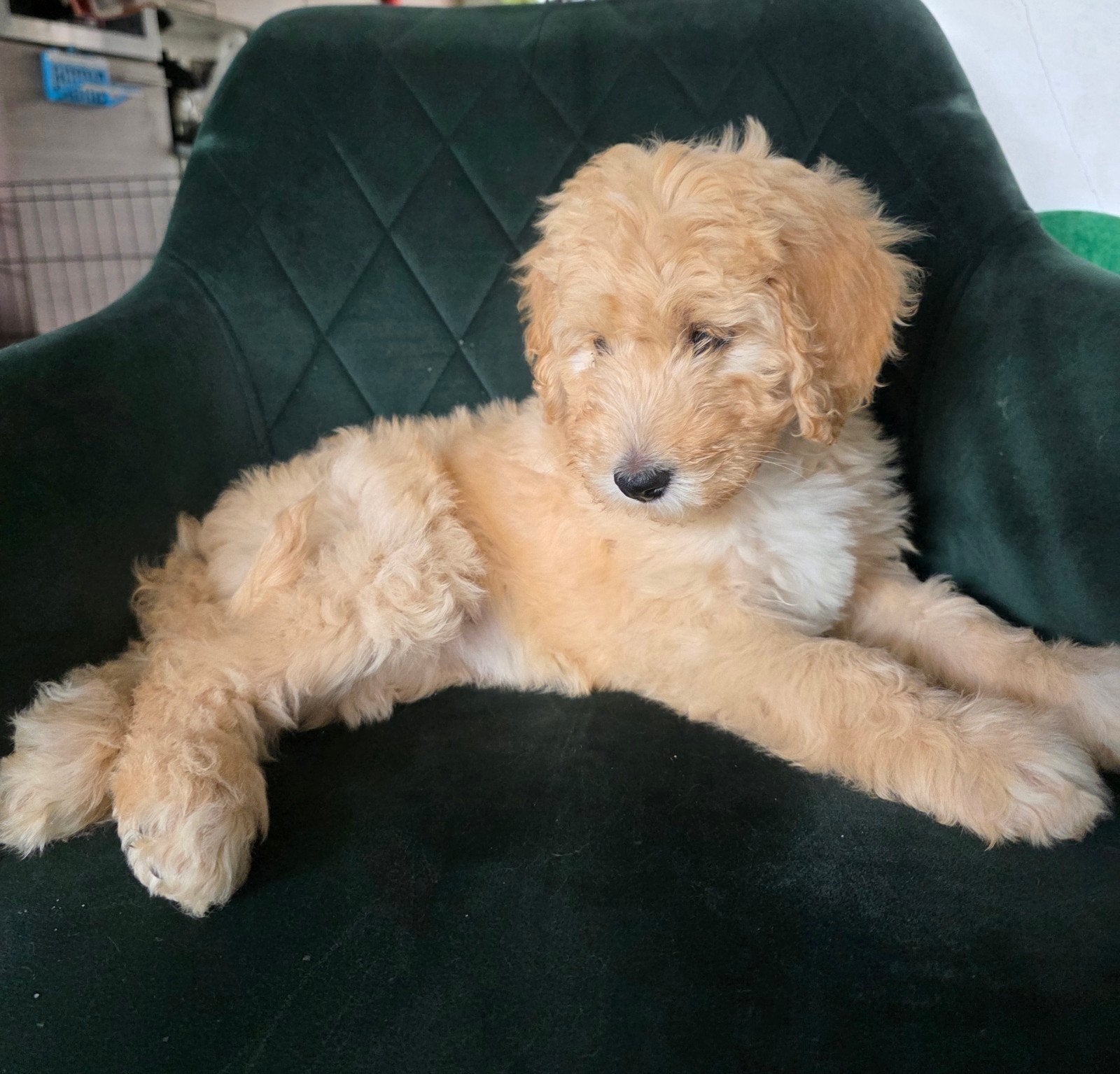 Lieve Bernedoodle pups ️, Dieren en Toebehoren, 8 tot 15 weken, Meerdere, Meerdere dieren, Nederland