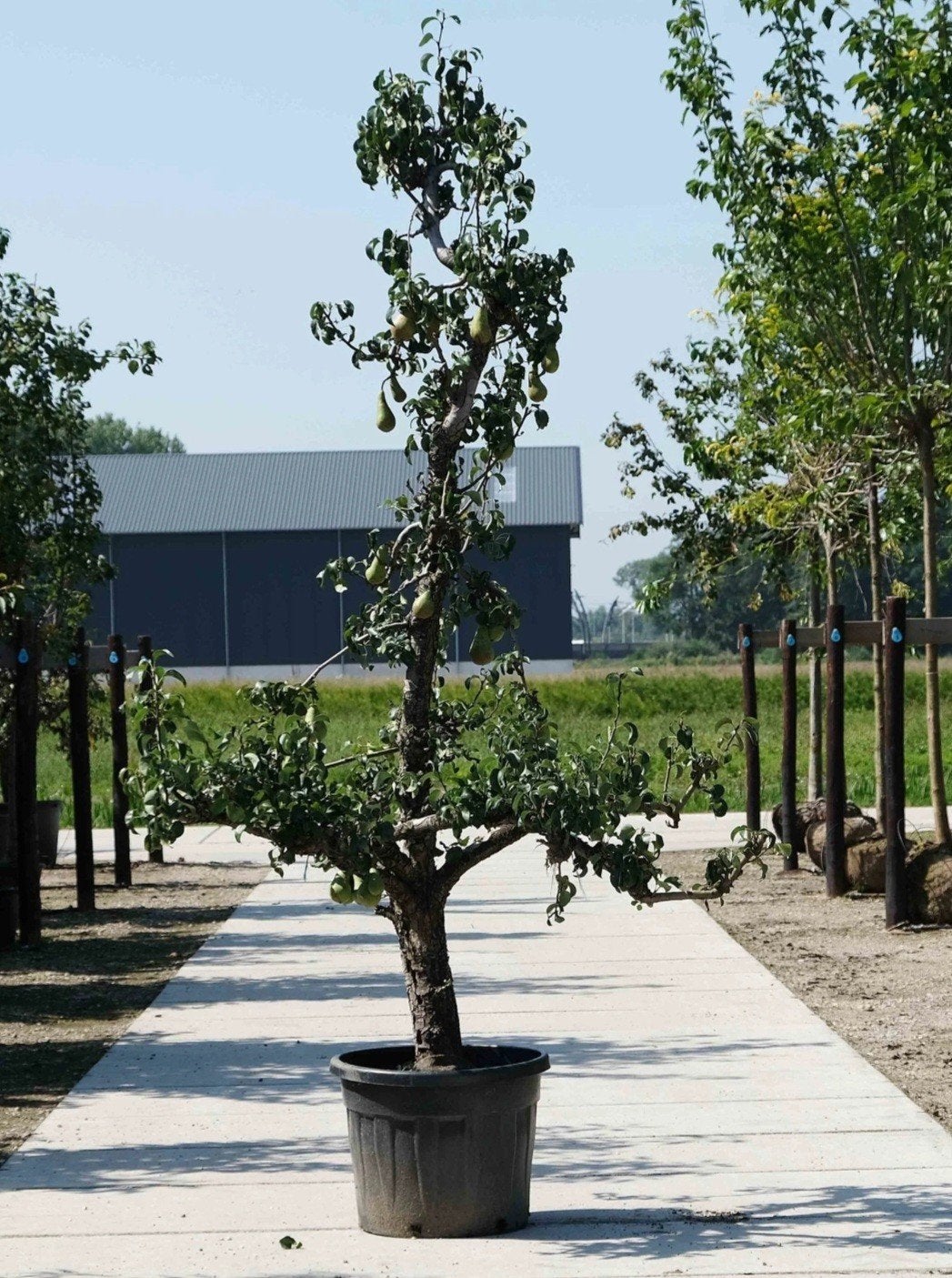 fruitbomen appel peer bes frambozen aardpeer enz, Tuin en Terras, Ophalen of Verzenden