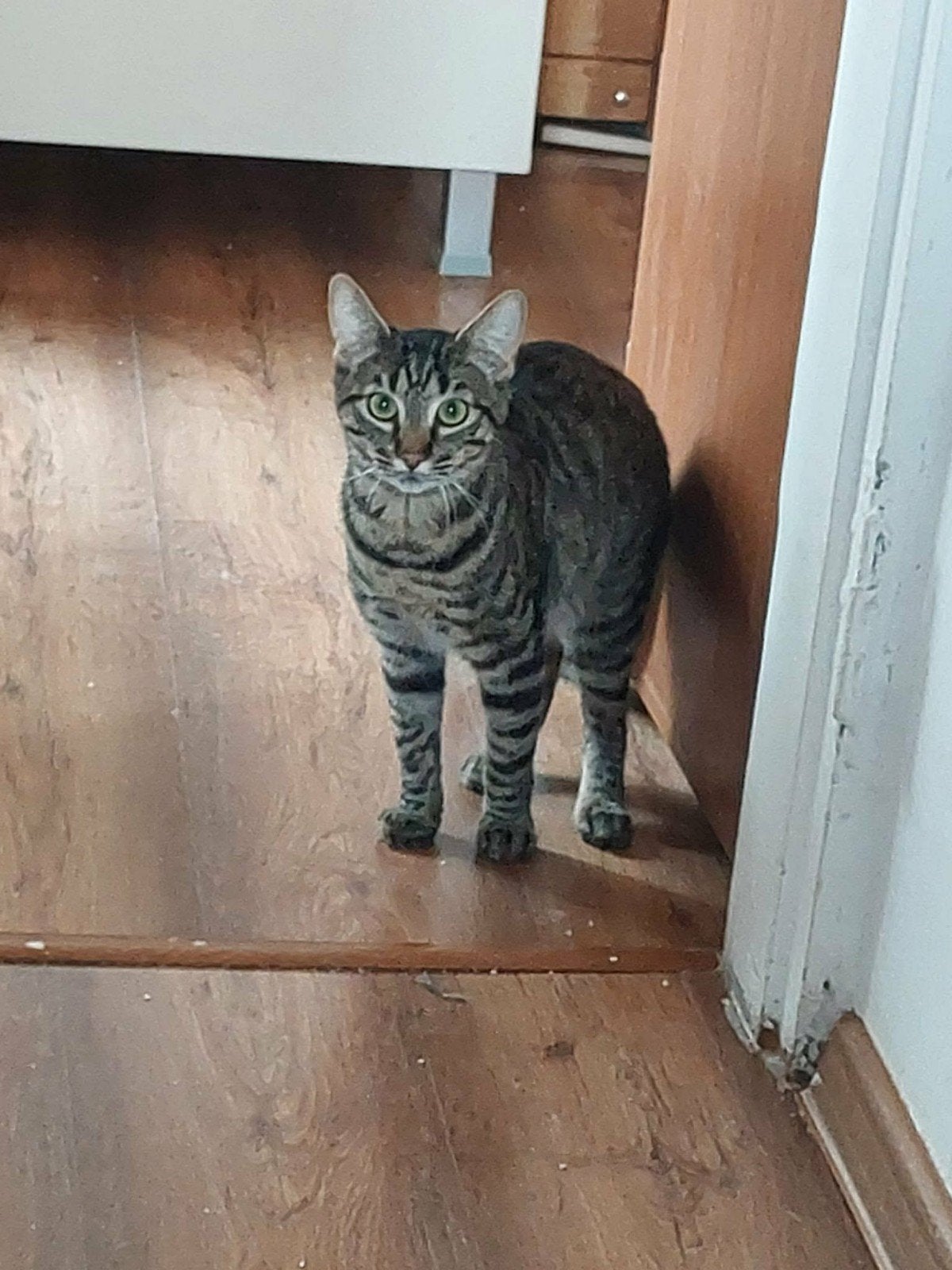 4 prachtige katten van 1 jaar, Meerdere dieren, Kortharig, 0 tot 2 jaar