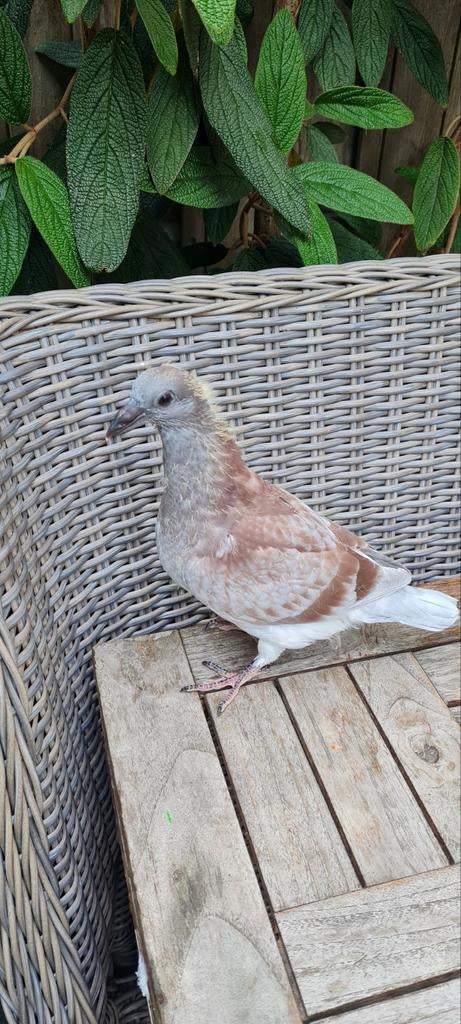Jonge postduiven., Meerdere dieren, Postduif