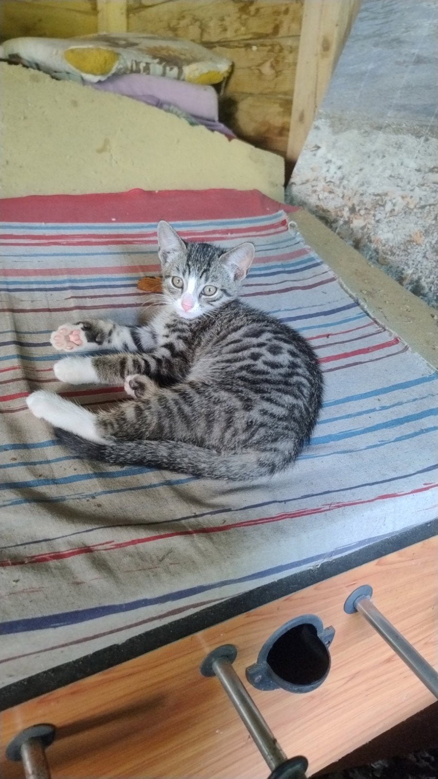 kitten(s) te koop, Poes, Ontwormd