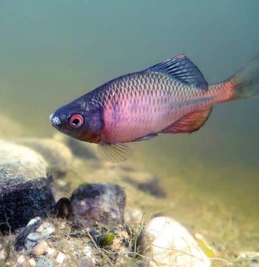 Bittervoorn. (Vijvervis)  Rhodeus amarus, Dieren en Toebehoren, Vis, Zoetwatervis