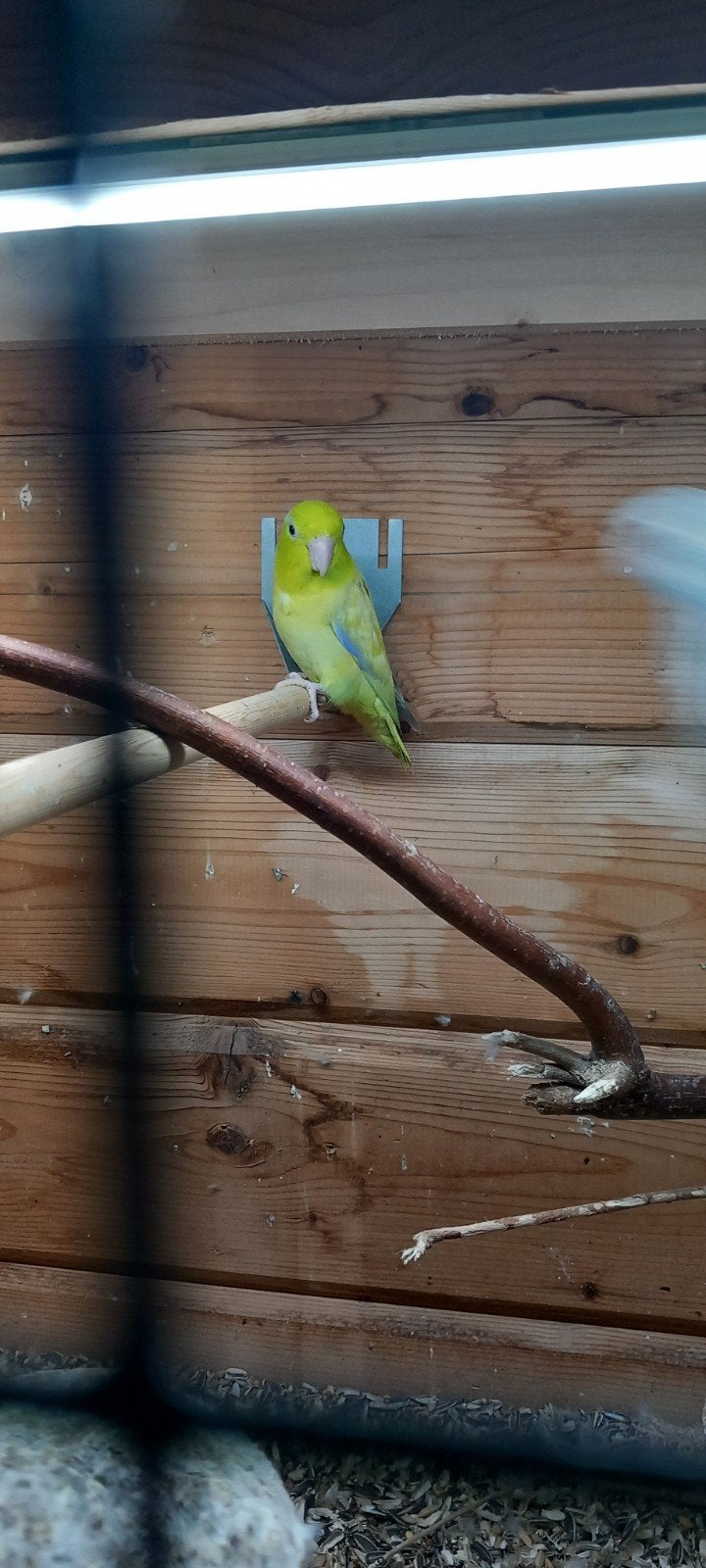 Forpus, Dieren en Toebehoren, Mannelijk, Dwergpapegaai of Agapornis, Geringd