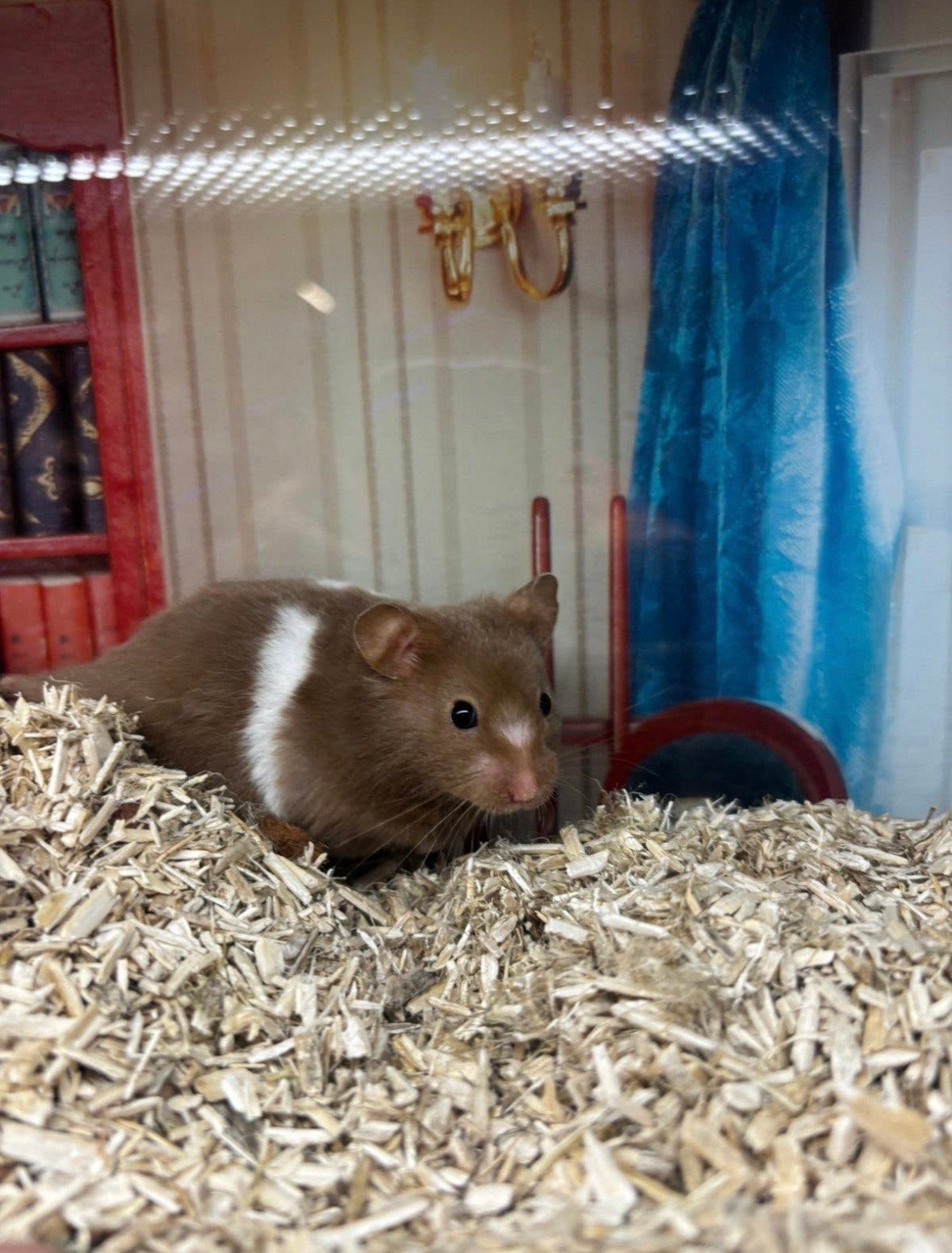 Jonge goudhamsters man, Dieren en Toebehoren, Knaagdieren, Hamster, Mannelijk, Juli, Tam