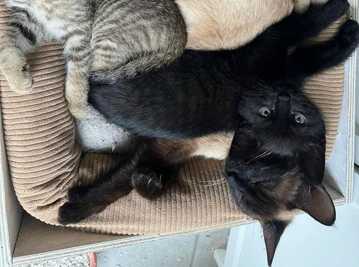 Laatste Kitten siamees mix, Poes