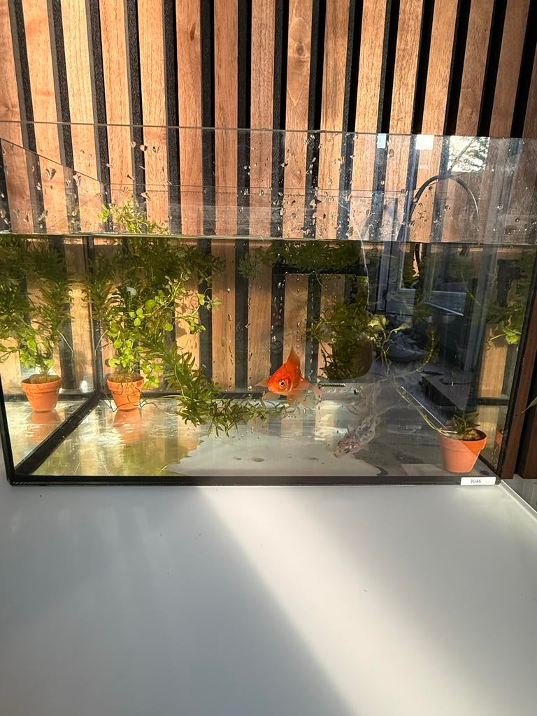 40cm aquarium met twee vis, Dieren en Toebehoren, Vissen | Aquariumvissen, Vis
