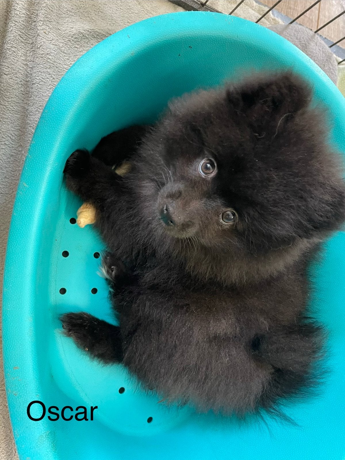 3 Prachtige pomeriaan/dwergkees pups.🩷💙, Overige rassen, 8 tot 15 weken, Parvo, Meerdere