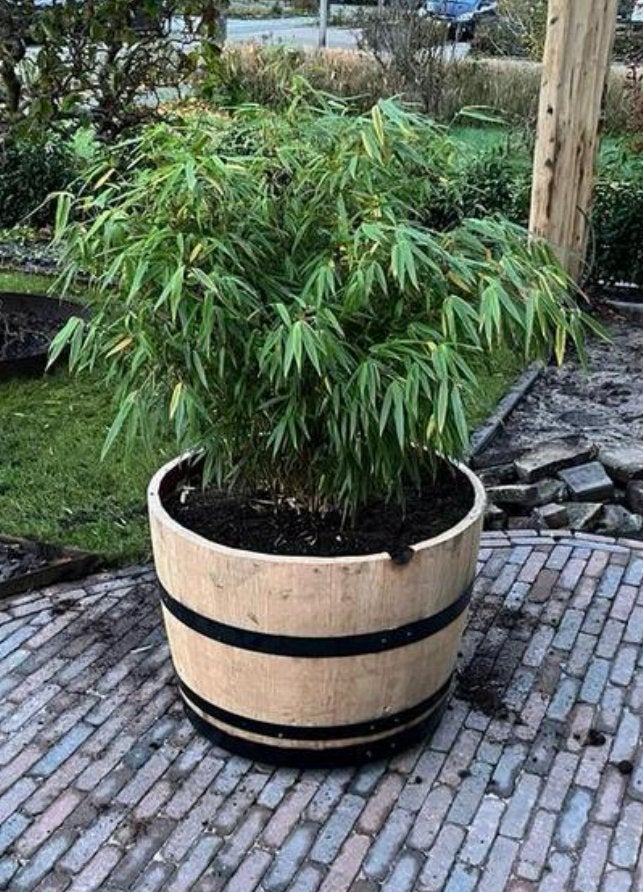 Houten bloembak eiken half wijnvat whiskyvat vijver palmboom