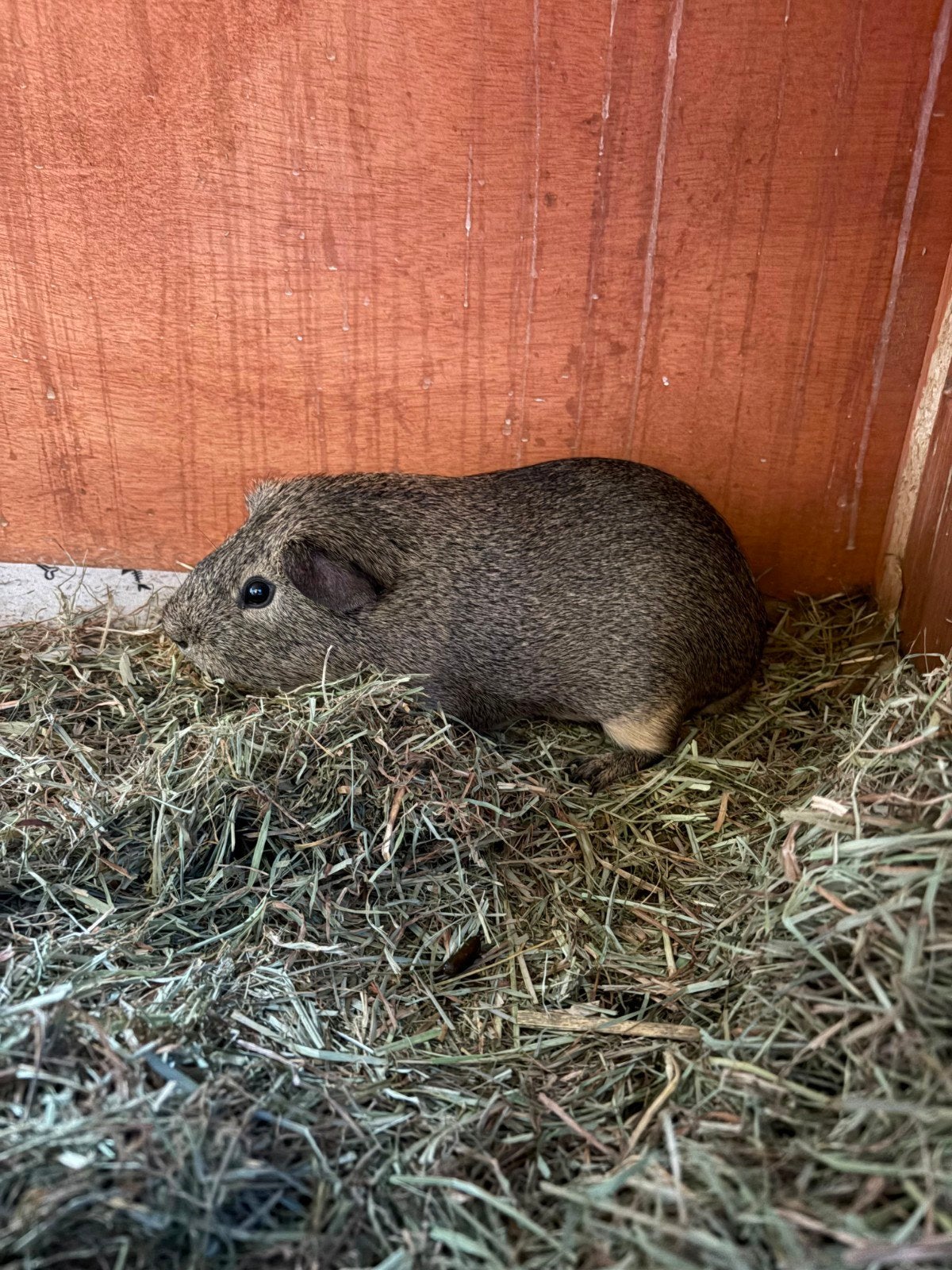 Cavia mannetje, Dieren en Toebehoren, Knaagdieren, September, Mannelijk, Cavia