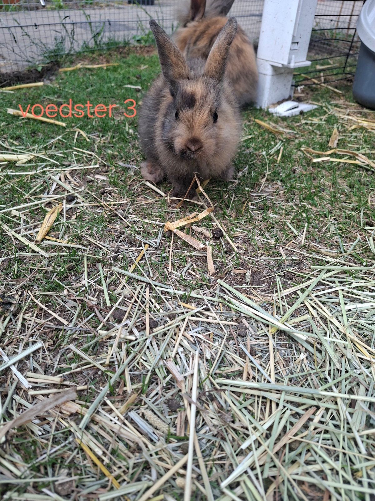 Kruising Mini-lop en Leeuwenkop konijntjes te koop, Dieren en Toebehoren, Konijnen, Meerdere dieren, Dwerg, 0 tot 2 jaar