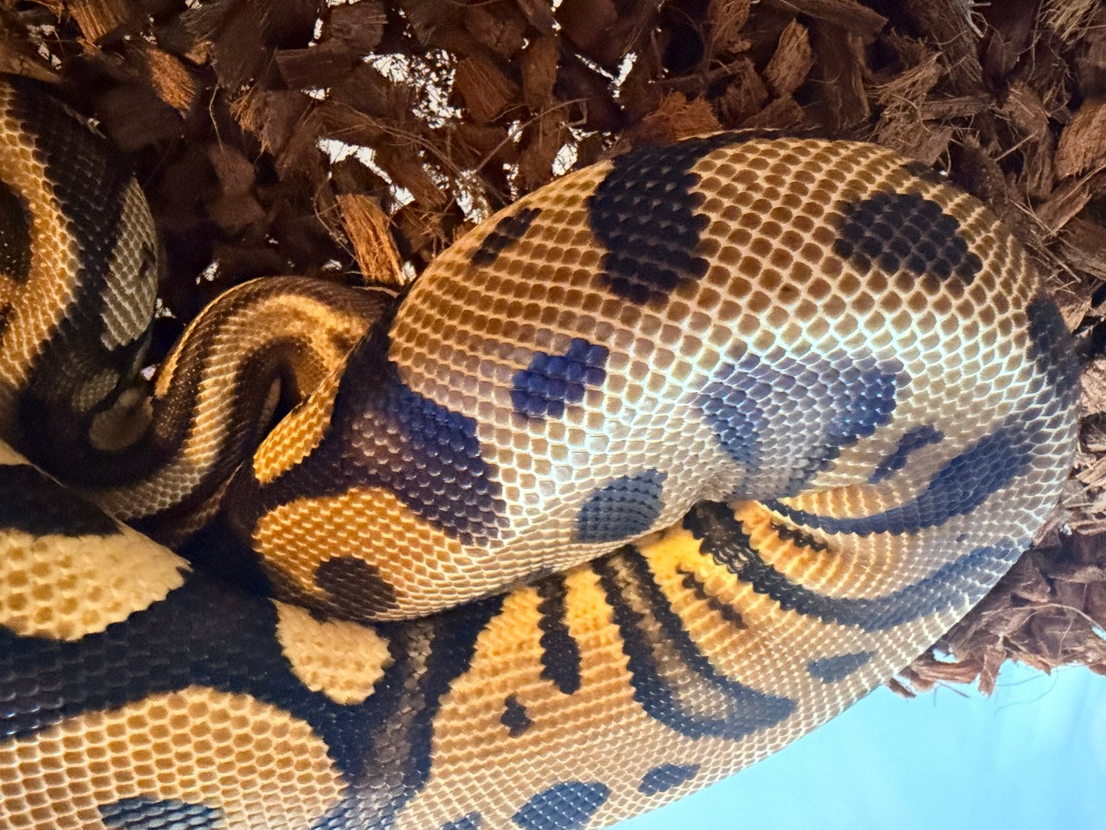 Zeer mooie koningspython 0.1 Ball Python photo 2