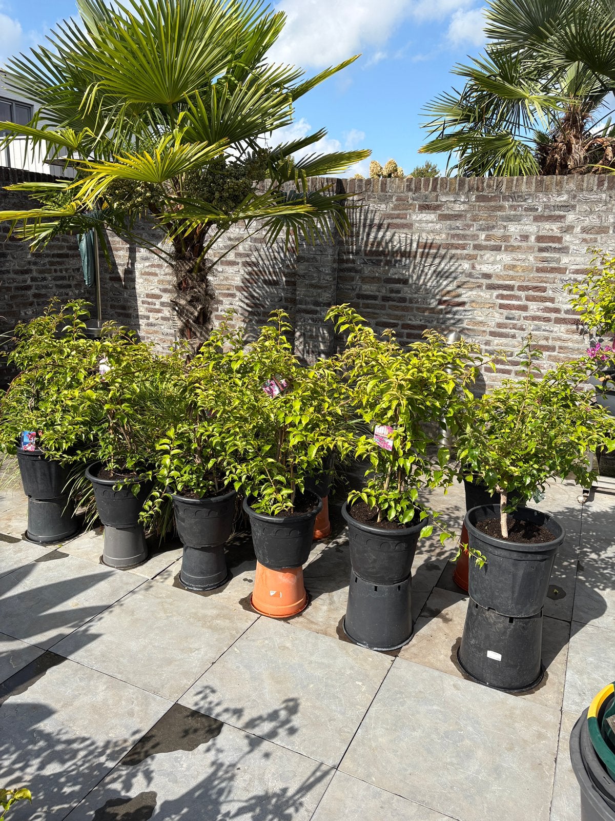 Opruiming partij bougainvillea's in pot aangeboden!!, Tuin en Terras, Volle zon, Vaste plant, Zomer, Ophalen