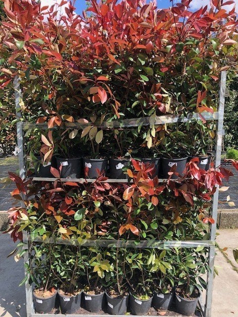 photinia red robin 140-160 cm hoog in pot ook robusta copact, Tuin en Terras, Planten | Bomen, Halfschaduw, Overige soorten, Lente