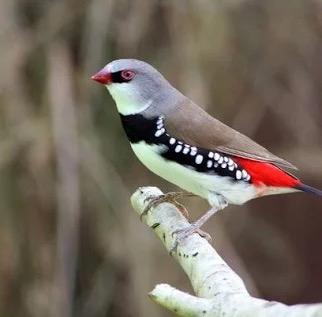 Alle soorten tropen gevraagd, Dieren en Toebehoren, Meerdere dieren