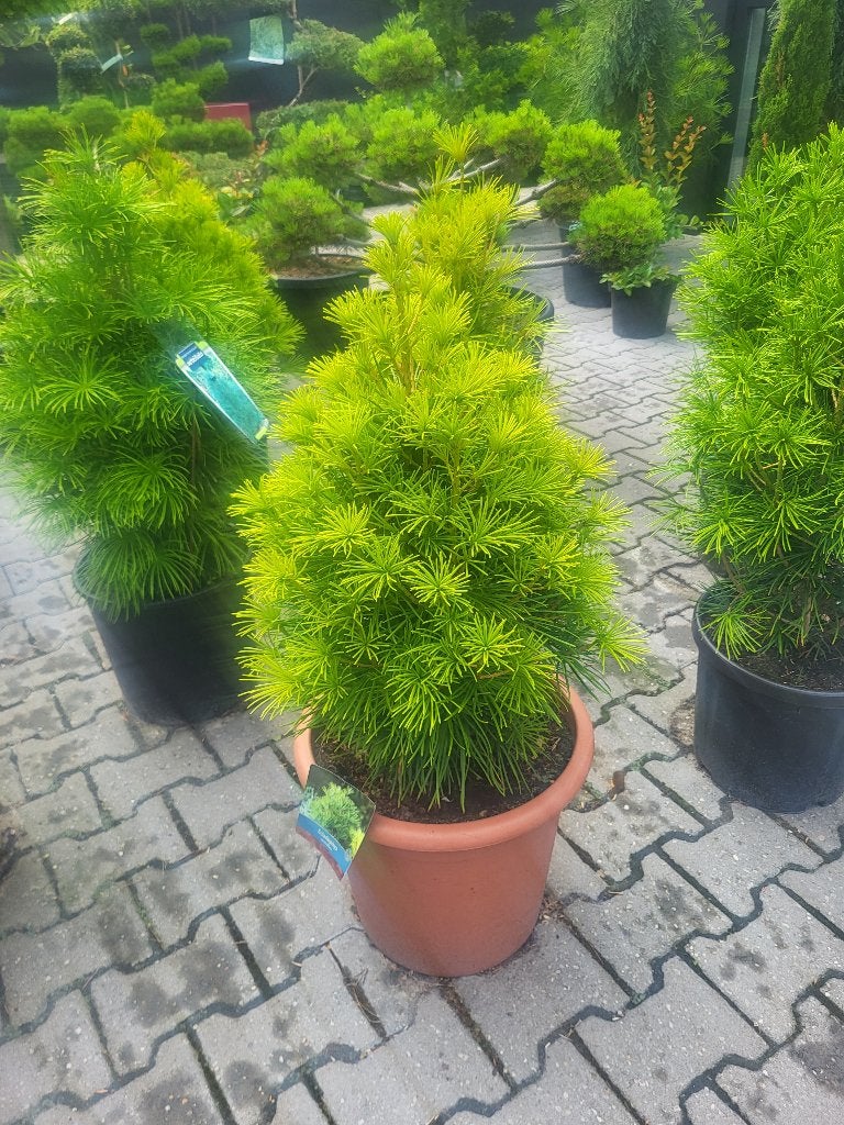 Sciadopitys vertillata, Tuin en Terras, Planten | Bomen, Overige soorten, Minder dan 100 cm, Zomer, Ophalen