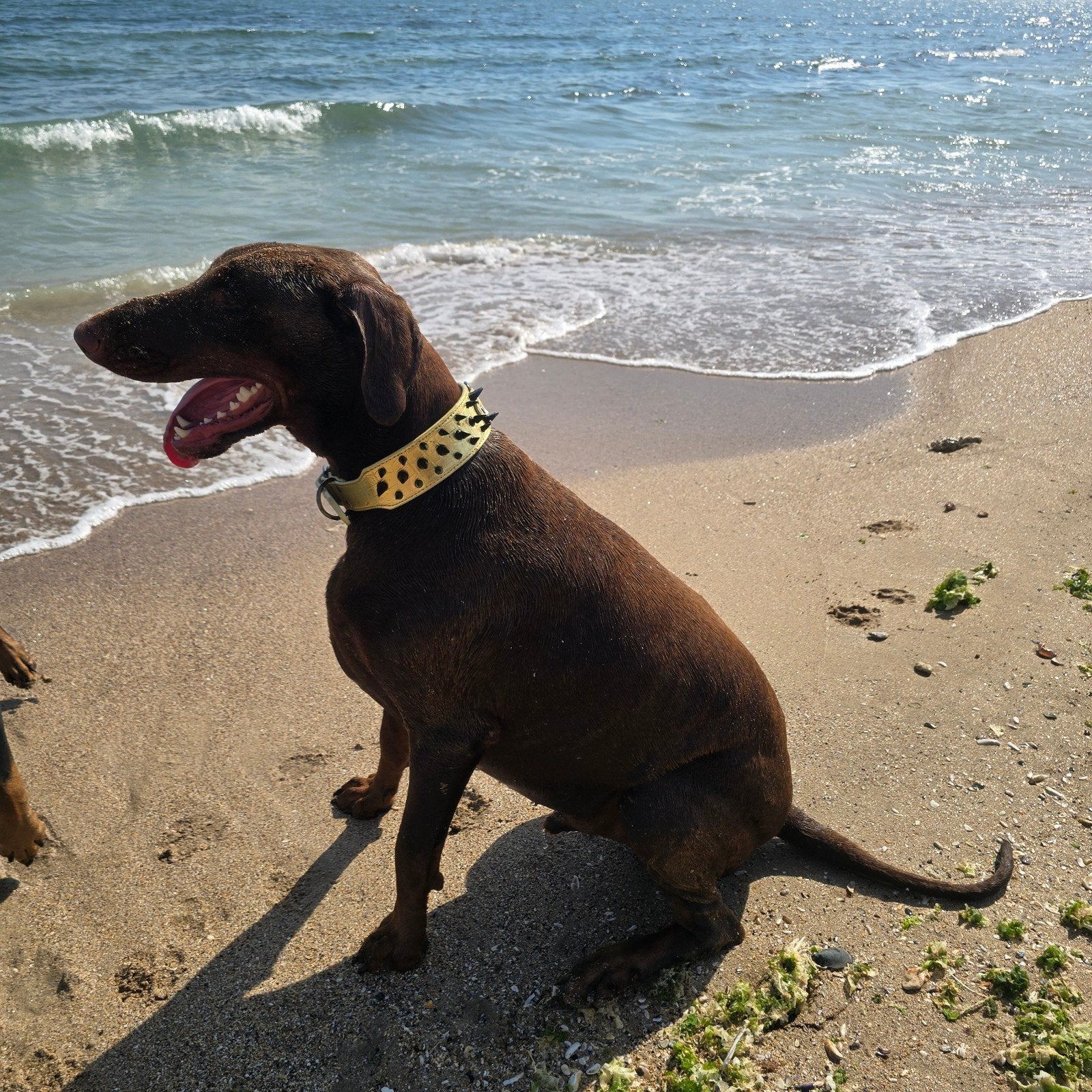 reu doberman  ter dekking aangeboden, Reu, 1 tot 2 jaar, Eén hond, CDV (hondenziekte)