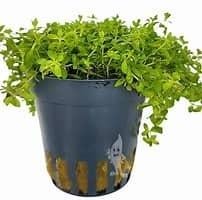 micranthemum micrantemoides €4,95, ., Overige typen, Nieuw, Ophalen of Verzenden
