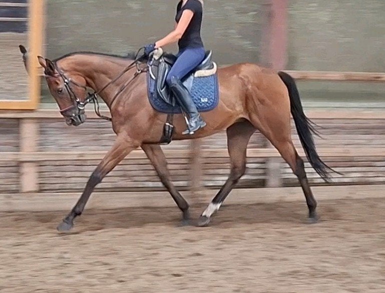Superbrave 7 jr allrounder 1,67m(recreatie-manege-sport), Dieren en Toebehoren, Paarden, Ruin, 7 tot 10 jaar, Met stamboom, B
