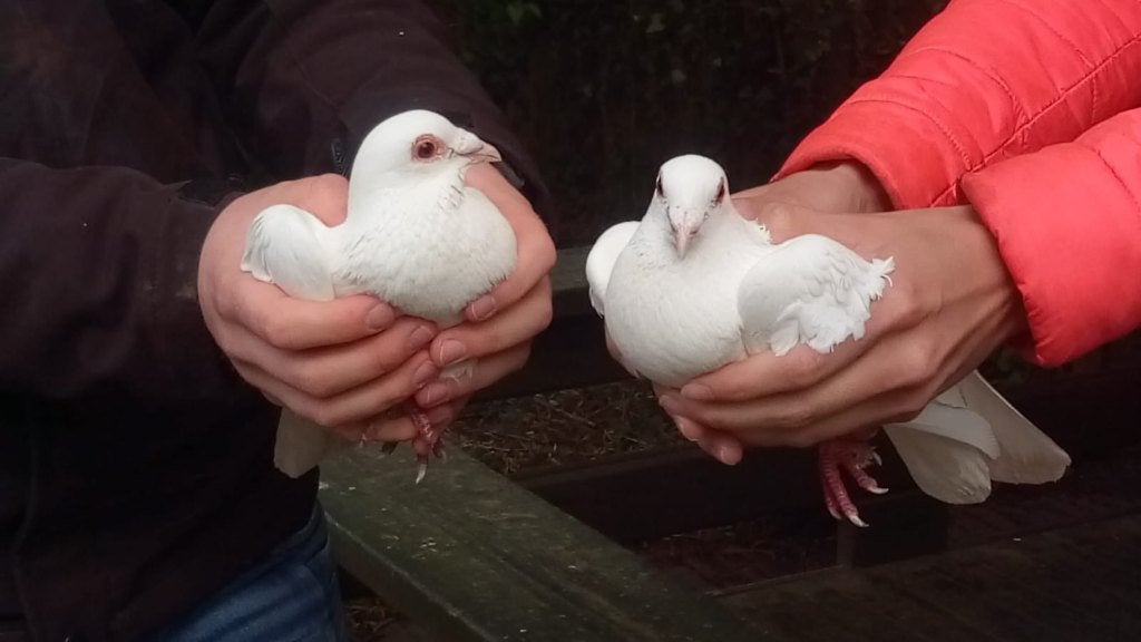 trouwduiven, Meerdere dieren, Postduif