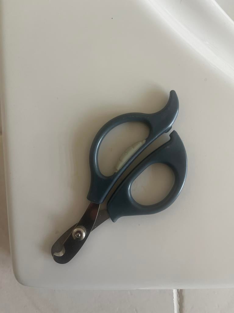 Nagelschaartje konijn knaagdieren, Ophalen, Transportkoffer of -box