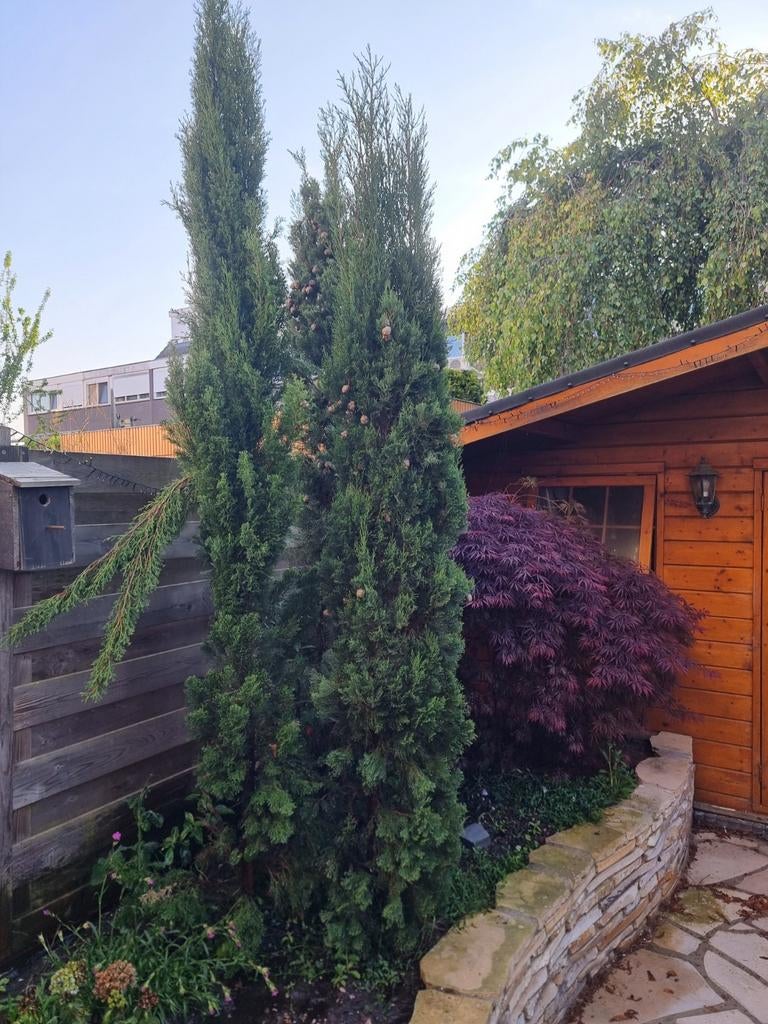 Italiaanse cipres 3 stuks, Tuin en Terras, Planten | Bomen, Ophalen, Halfschaduw, Overige soorten, 100 tot 250 cm