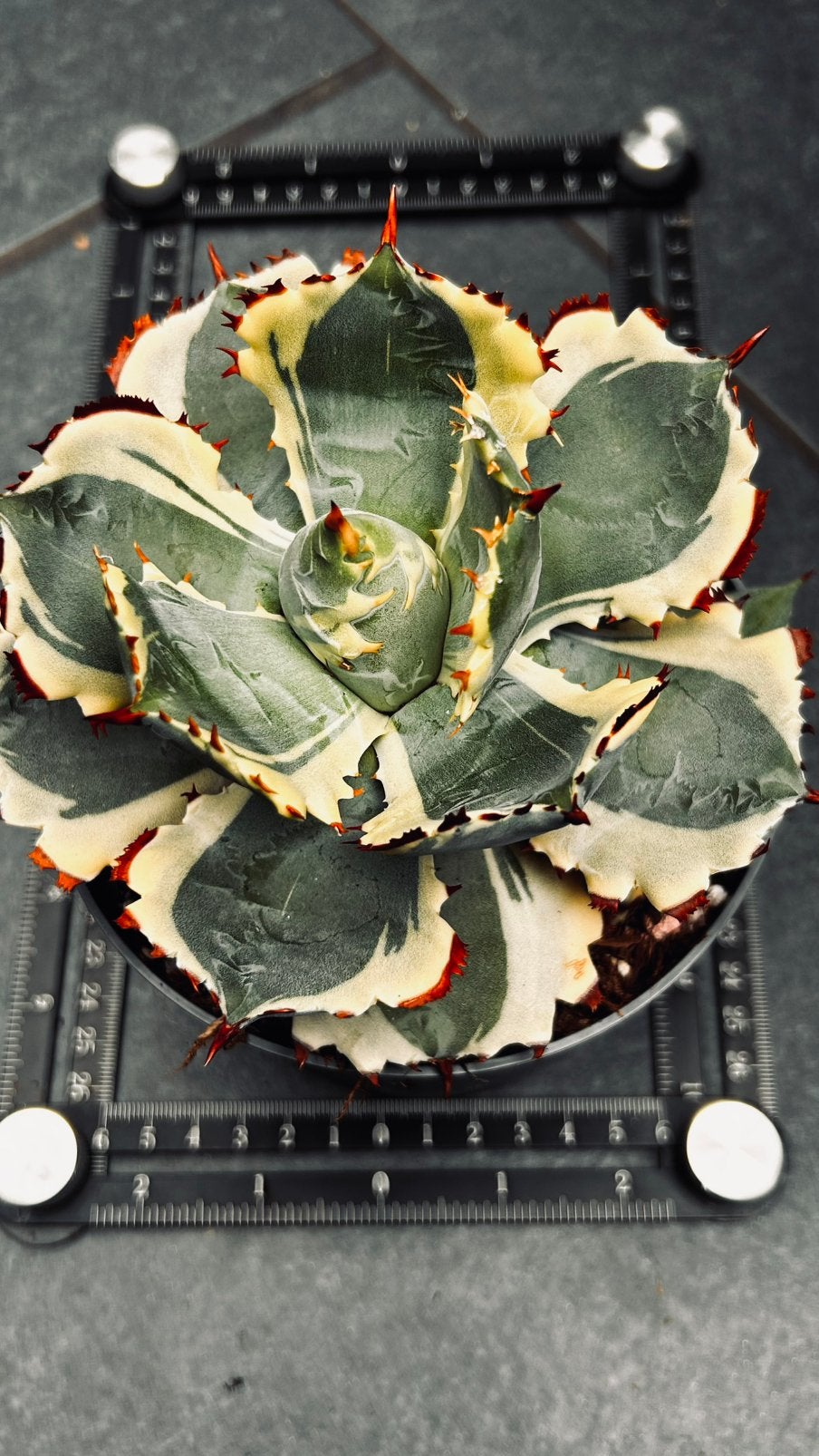 Agave 'Kissho Kan' Variegata - Zeldzame Succulent, Tuin en Terras, Overige soorten, Volle zon, Vaste plant, Ophalen of Verzenden