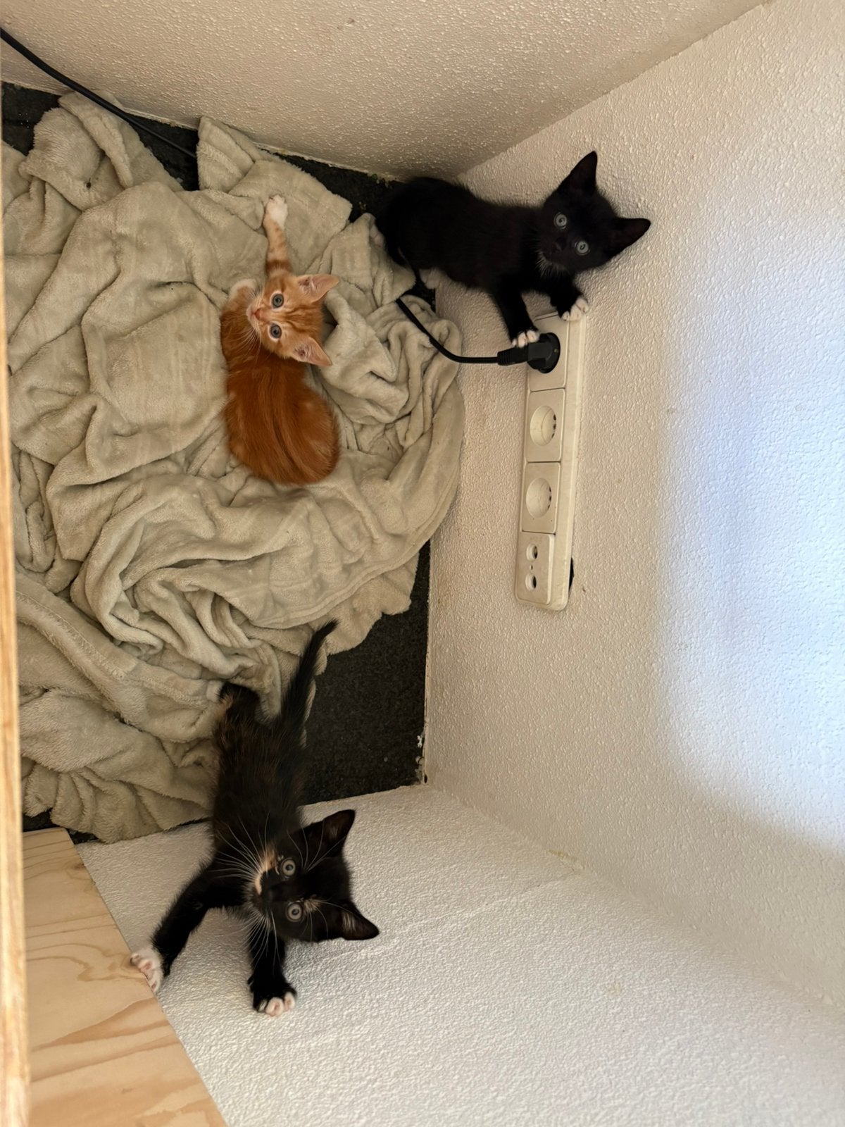 4 mooie aanhanghankelijke kittens mogen nest verlaten, Dieren en Toebehoren, Katten en Kittens | Overige Katten, Meerdere dieren