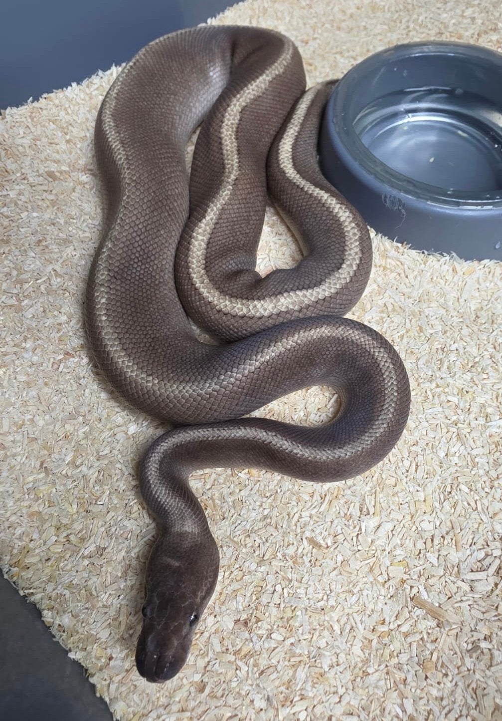 GHI Jaguar Lesser kweekman koningspython ballpython Ball Python - unknown for sale from willems