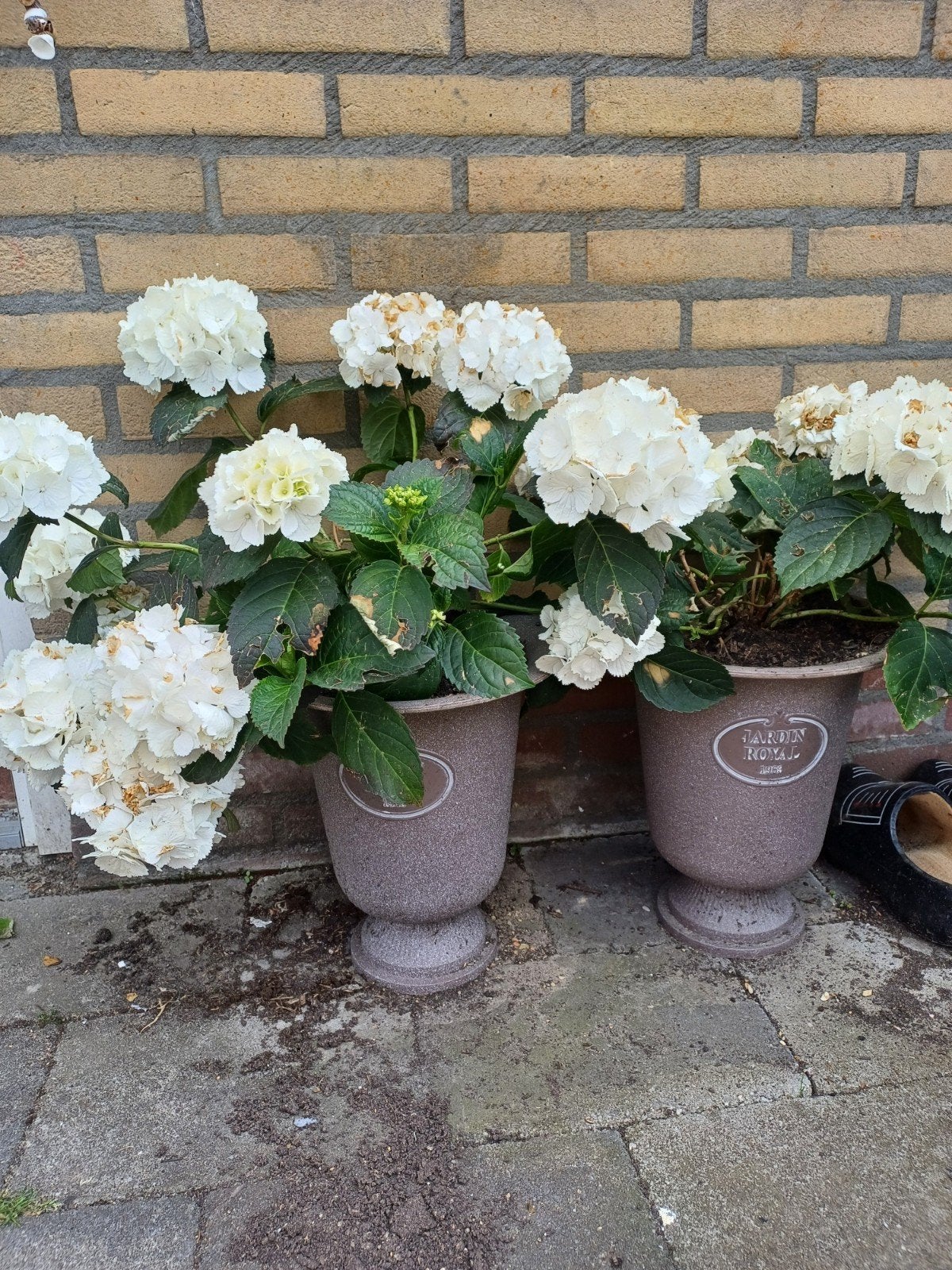 Hortensia's in bloempotten, Ophalen, Zo goed als nieuw, Rond, Aardewerk