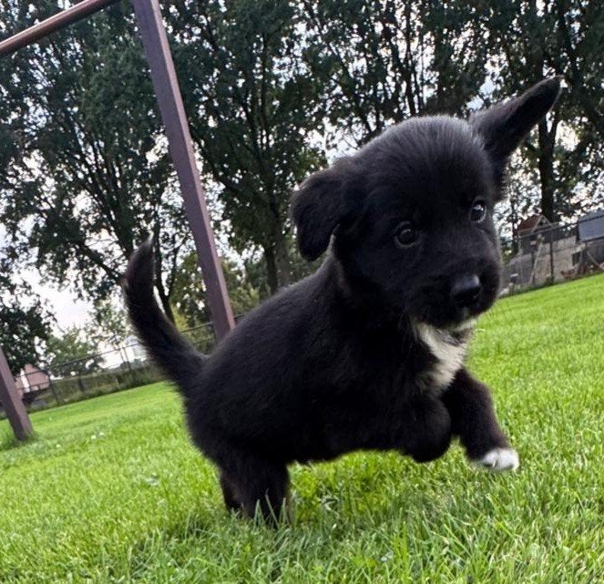 border collie golden retriever pups, Golden retriever, HCC (leverziekte), 8 tot 15 weken, Meerdere