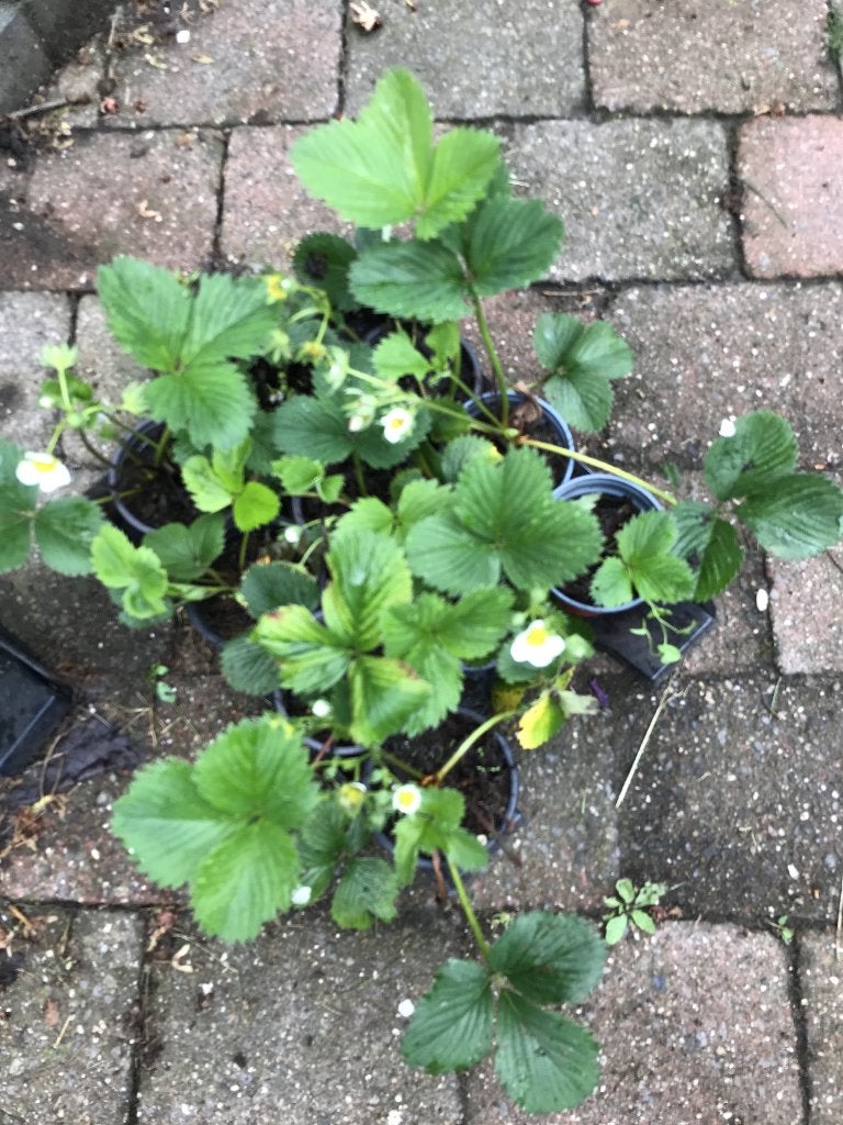 Mooie aardbeien plantjes bio, Ophalen, Volle zon, Vaste plant, Zomer