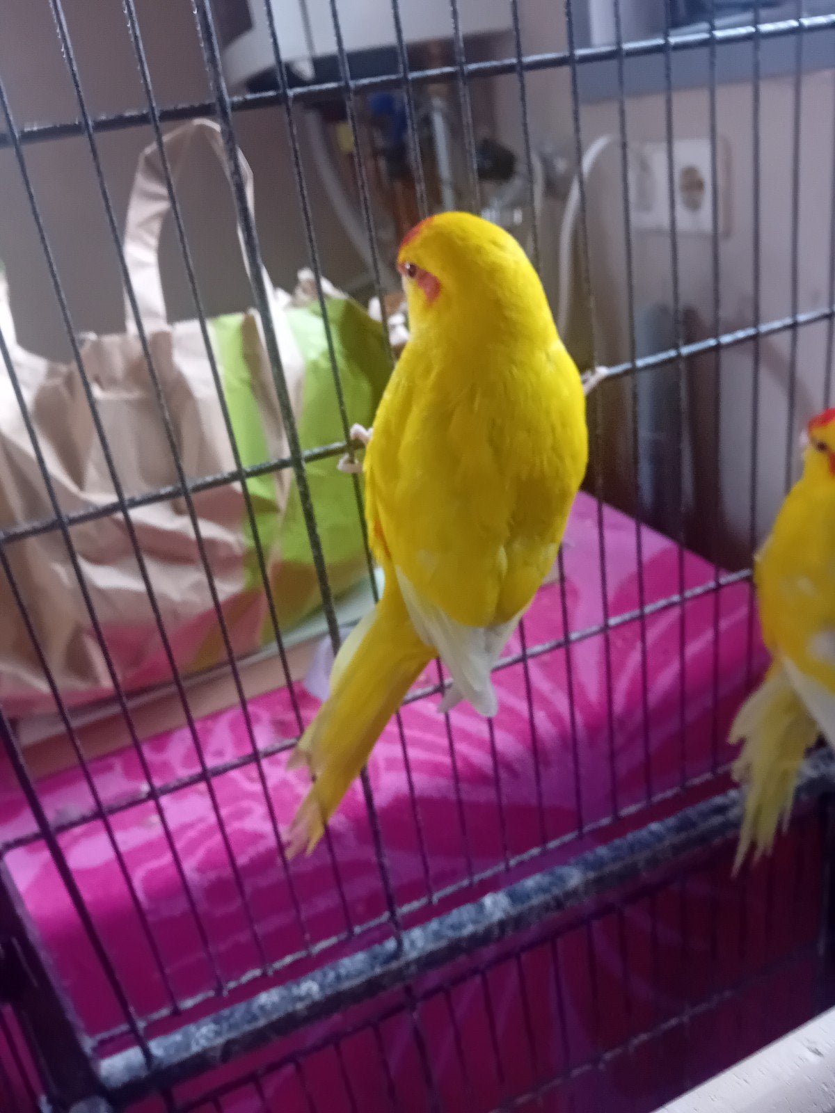 Kakarikis, Meerdere dieren, Parkiet
