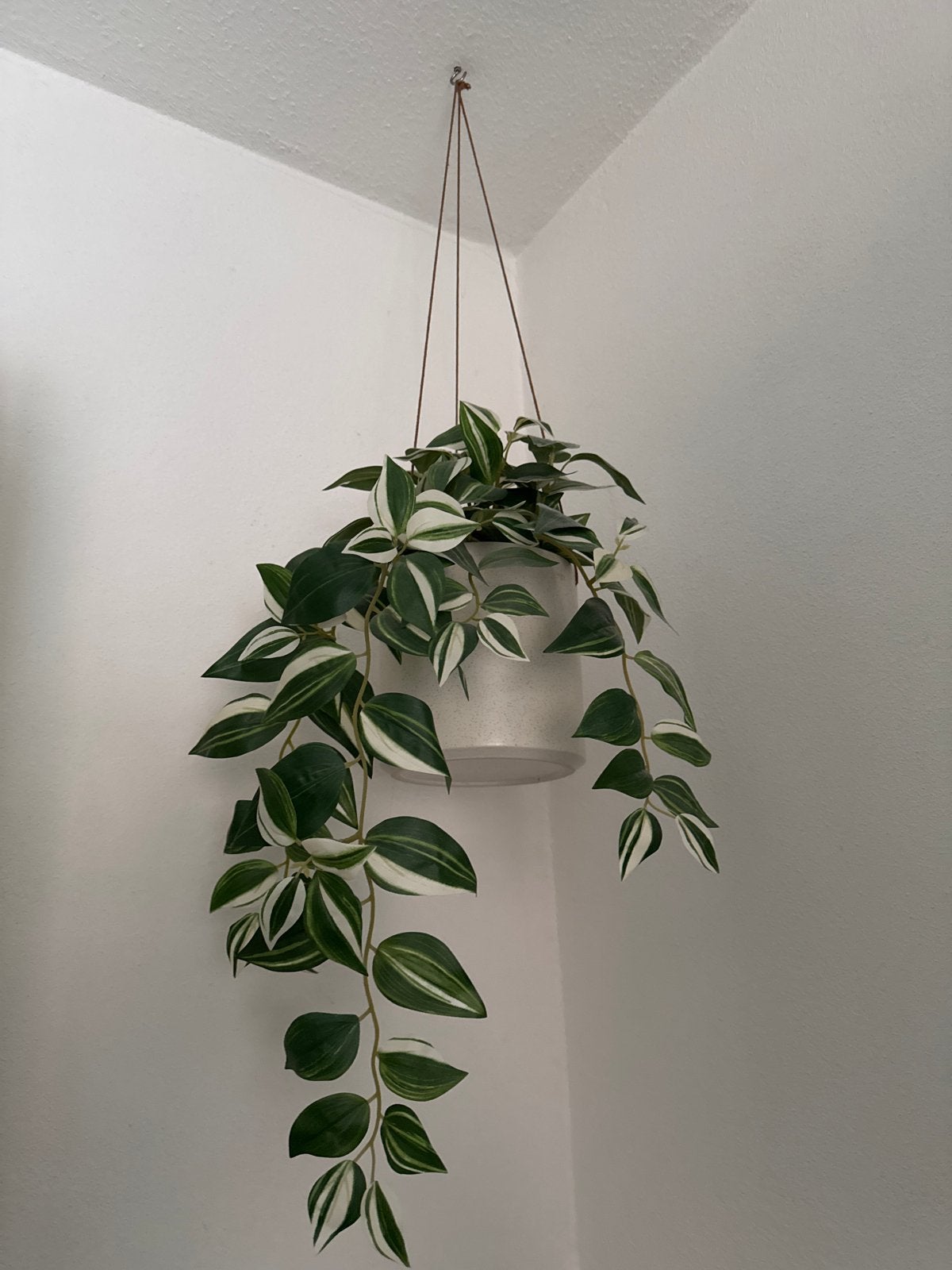 Nep hangplant in pot - Ideaal voor elk interieur, Volledige schaduw, Overige soorten, Ophalen of Verzenden, In pot