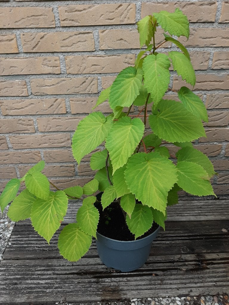 Vaantjesboom Zakdoekjesboom Davidia Involucrata 60 cm, Ophalen, Volle zon, Overige soorten, Minder dan 100 cm
