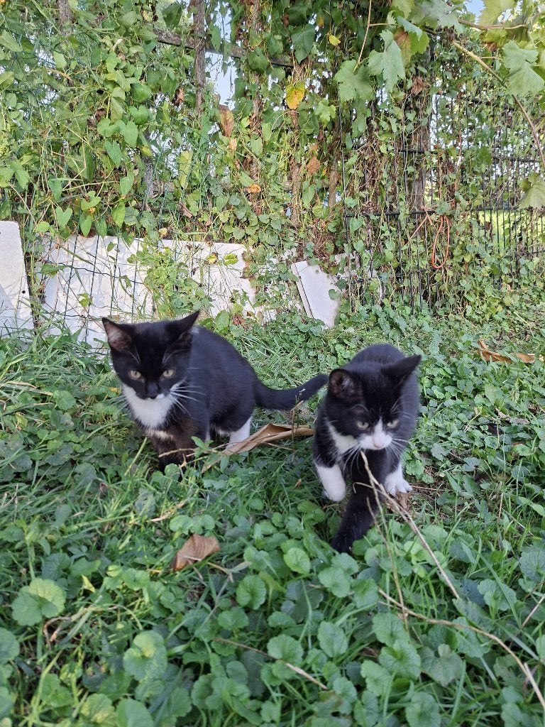 kittens, Poes, Ontwormd, 0 tot 2 jaar