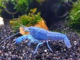 4 Blauwe Florida kreeftjes 6à7 cm, Vis, Zoetwatervis