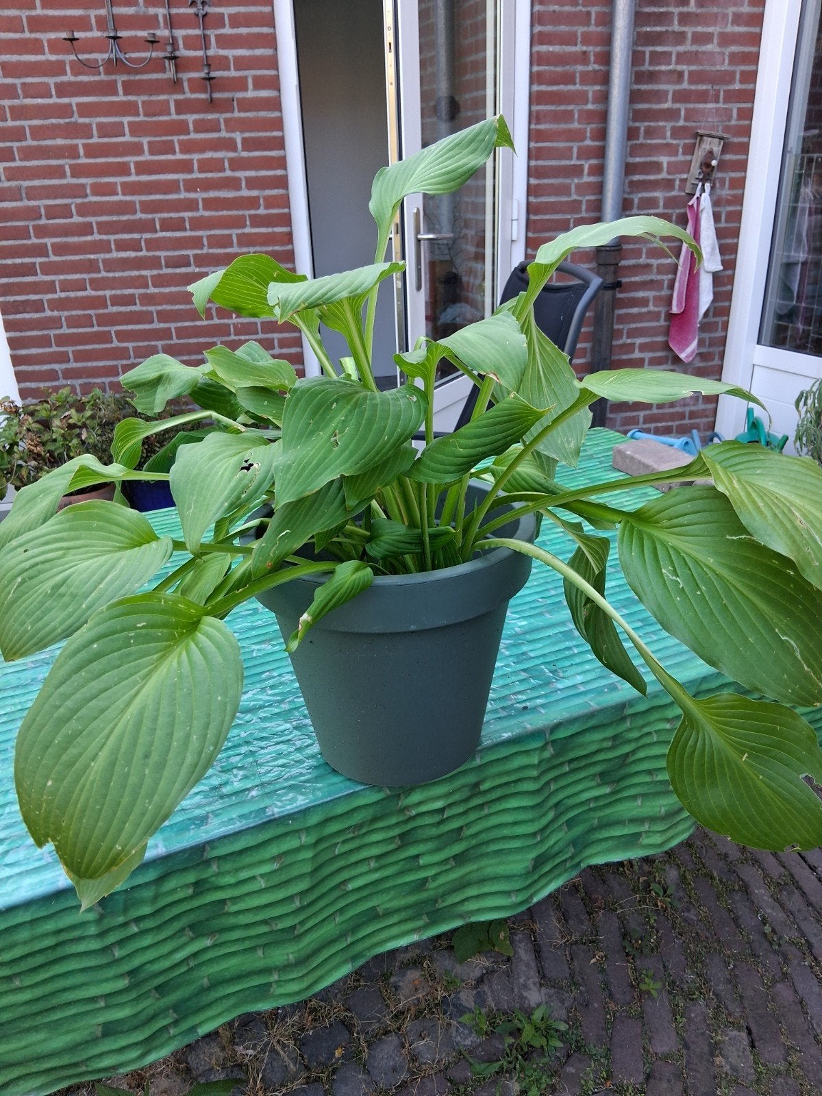 hosta in groene Ecken Kantenpot 7 euro, Ophalen of Verzenden, Overige soorten, Halfschaduw