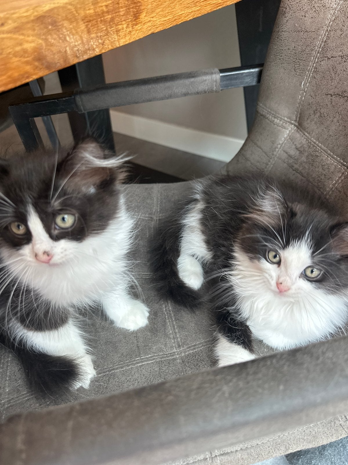 Ragdoll kitten ragdoll kittens poes en kater sepia mitted, Meerdere dieren, Ontwormd, 0 tot 2 jaar