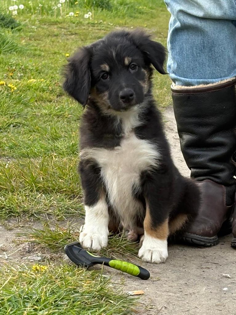 AUSTRALIAN SHEPHERD PUP’S, Parvo, 8 tot 15 weken, Meerdere, Meerdere dieren