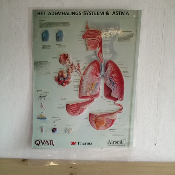 Vintage Medische Poster (A3) | Ademhalingssysteem & Astma