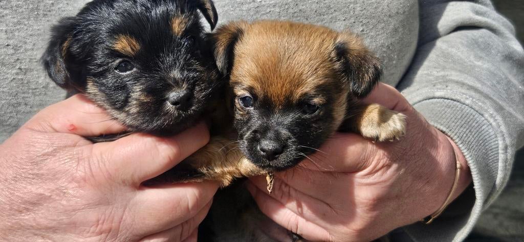 Yorkshire terrier kruising, Parvo, Overige rassen, 8 tot 15 weken, Meerdere