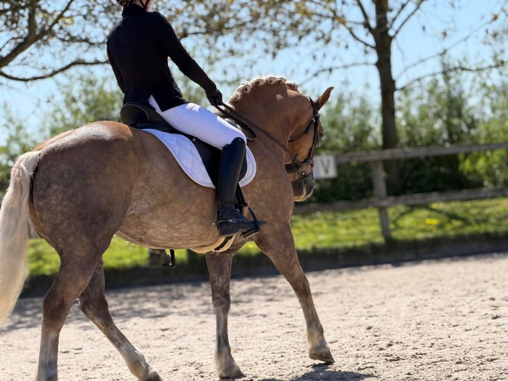 Fantastische haflinger merrie te koop!, B, 11 jaar of ouder, Merrie, Gechipt