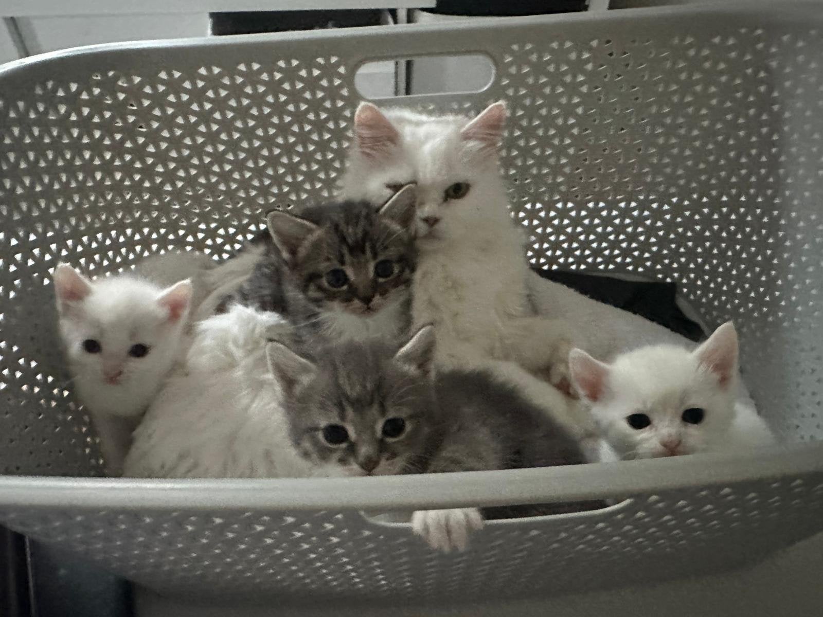 Kitten (Katertje) zoekt een liefdevol thuis, Kater