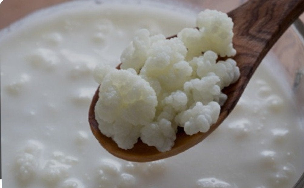 Melk kefir, Diversen, Levensmiddelen, Ophalen
