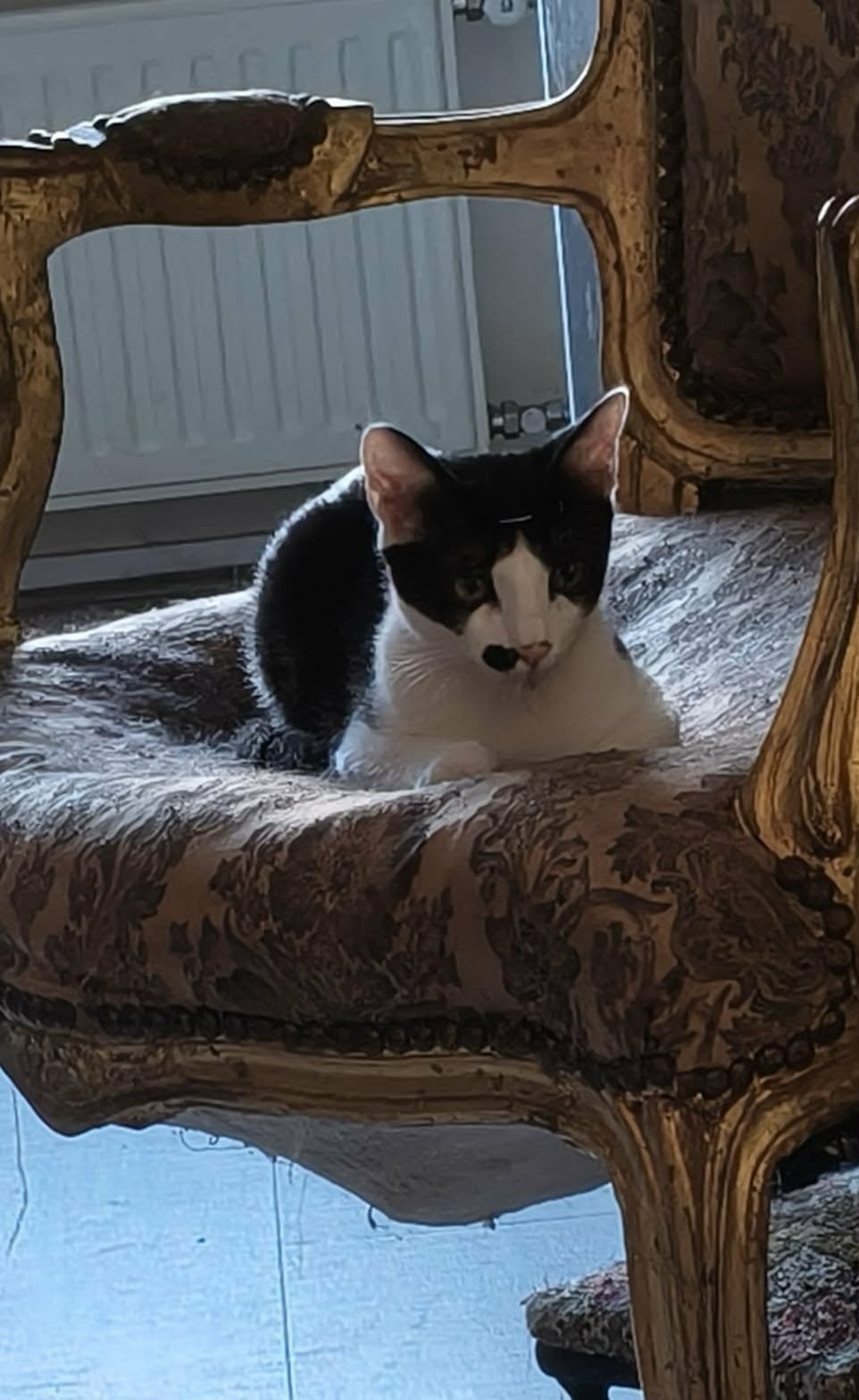 Mimi is een kitten van 4 en halve maand jong, Poes, Kortharig, 0 tot 2 jaar