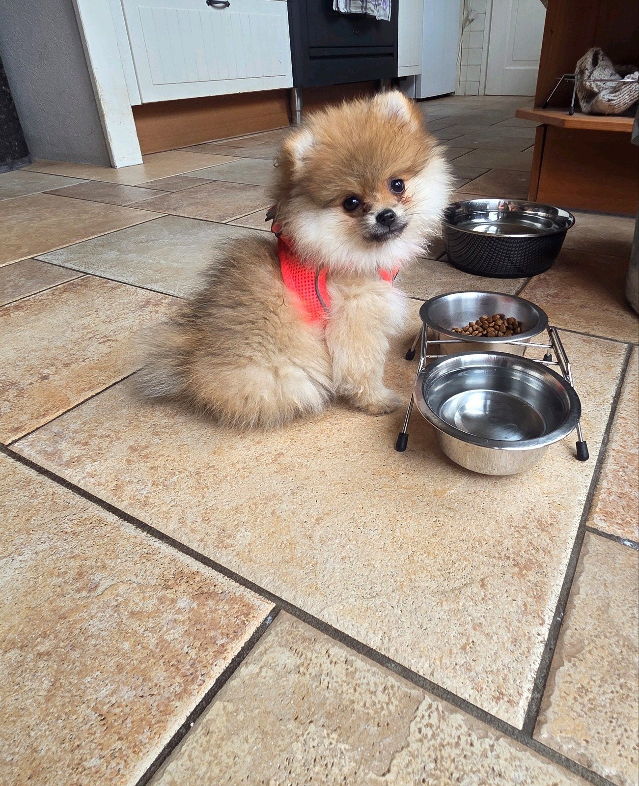 Pomeriaan | pomeranian | dwergkees pup bearface teefje mini, Fokker | Hobbymatig, Keeshond, 15 weken tot 1 jaar, Buitenland