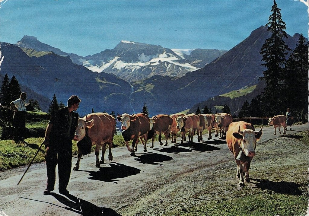 Koeien lopen naar hun weide 175, Verzenden, 1960 tot 1980, Gelopen, Overige soorten