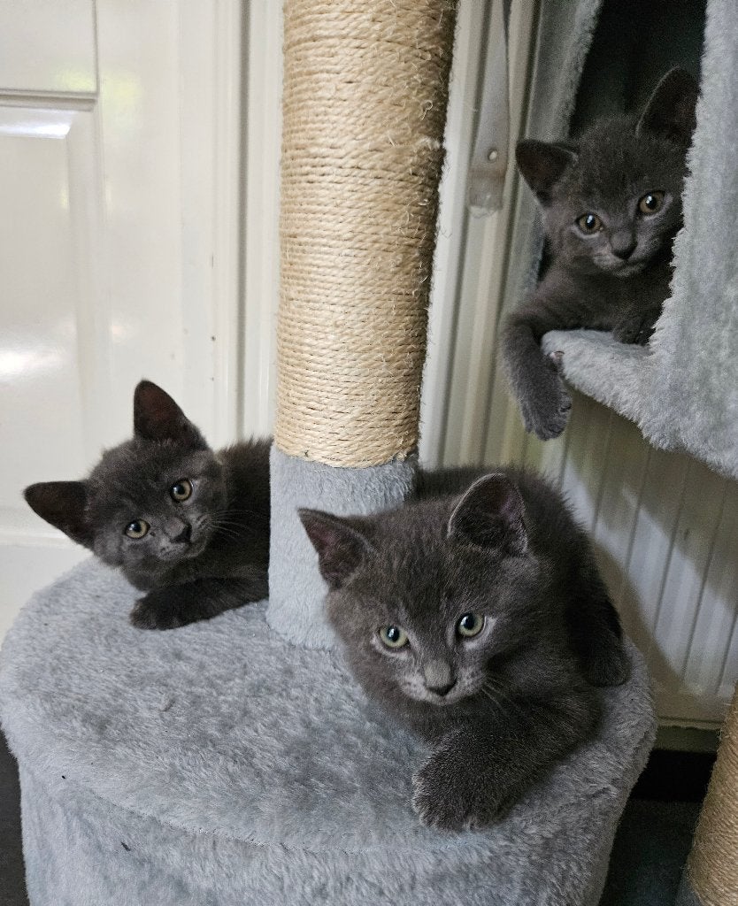 Prachtige kittens. Blauwe Rus / Britse korthaar, Dieren en Toebehoren, Katten en Kittens | Raskatten | Korthaar, Meerdere dieren