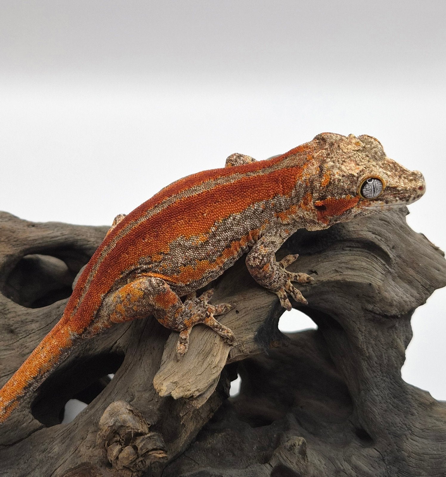 velrode gargoyle gekko, Hagedis, Tam, 0 tot 2 jaar